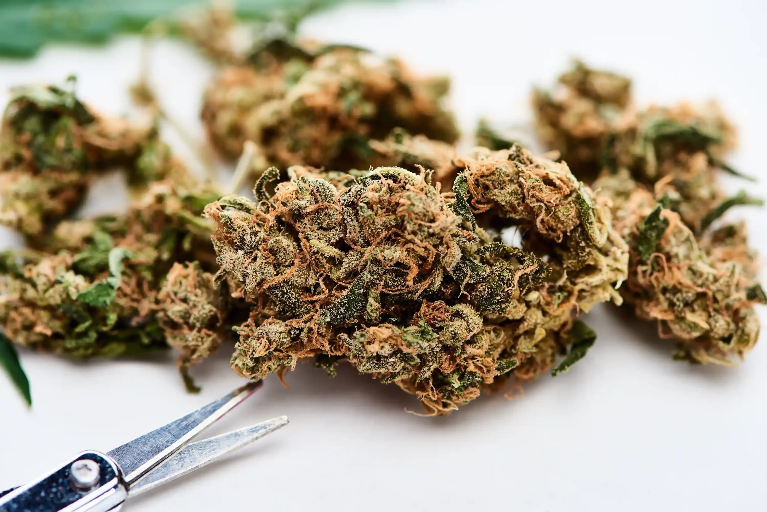 Cannabis delivery in princeton, NJ