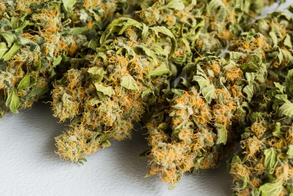 THE BEST CANNABIS DISPENSARY NEAR BURLINGTON, NJ